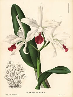 Alba Gallery: White Cattleya x elegans hybrid orchid