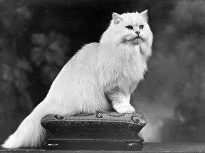 Chinchilla Collection: WHITE CHINCHILLA CAT