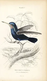 Trochilus Collection: White-chinned sapphire, Hylocharis cyanus