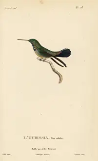 White-chinned sapphire, Hylocharis cyanus, juvenile