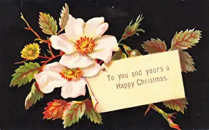 White Christmas roses on a Christmas card