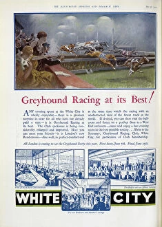 Hedge Collection: White City Greyhounds