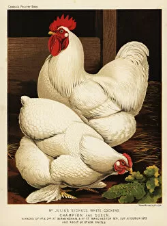 Brooks Collection: White cochin cock and hen