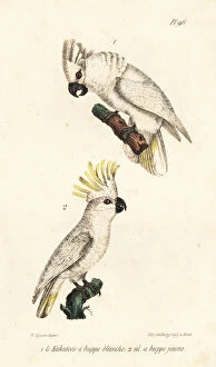 Oeuvres Collection: White cockatoo (endangered) and yellow-crested cockatoo