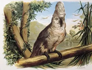 White Cockatoo. Engraving after a drawing by