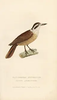 Fuscus Prints: White-collared foliage-gleaner, Anabazenops fuscus