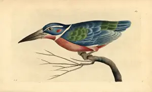 White collared kingfisher, Alcedo caerulea
