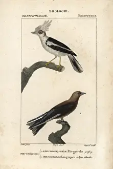 Croix Prints: White-crested helmetshrike, Prionops plumatus