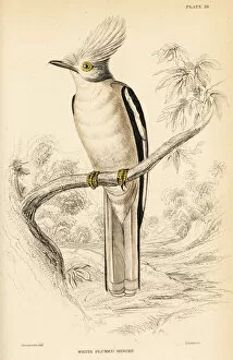 Naturalists Collection: White-crested helmetshrike, Prionops plumatus