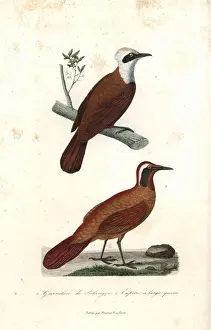 Primevere Prints: White-crested laughingthrush and Malaysian rail-babbler