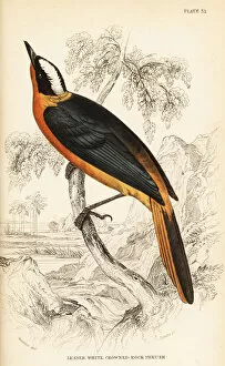 Jardine Collection: White-crowned robin-chat, Cossypha albicapilla