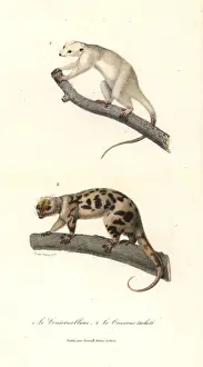 Complements Prints: White cuscus and spotted cuscus