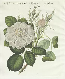 Bertuch Gallery: White Damask rose, Rosa Damascena flor alba