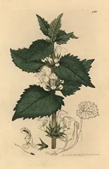 Lamium Prints: White dead-nettle, Lamium album
