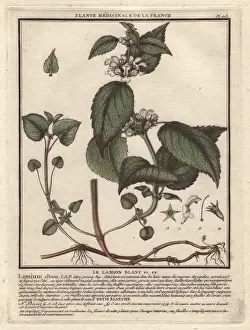 Bulliard Prints: White deadnettle, Lamium album