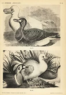 Dodo Gallery: White dodo and duck by Pieter Withoos