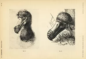 Dodo Gallery: White dodo heads by Cornelis Saftleven and Jan Goeimare