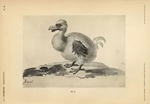 Dodo Gallery: White dodo I by Pieter II Holsteyn, female, 1638
