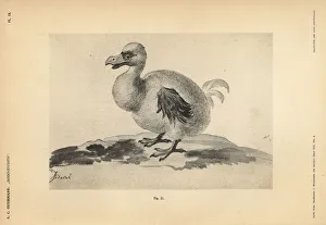 Anthonie Gallery: White dodo I by Pieter II Holsteyn, female, 1638