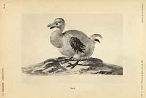 Dodo Gallery: White dodo II by Pieter Holsteyn, female, 1638