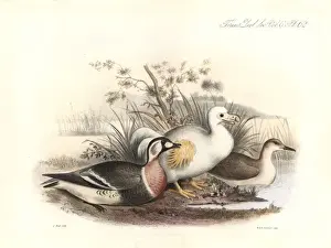 Dodo Prints: White dodo and red-breasted goose