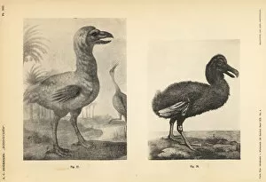 Dodo Gallery: White dodos by Johann Walther and Jacob Hoefnagel