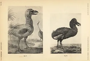 Anthonie Gallery: White dodos by Johann Walther and Jacob Hoefnagel