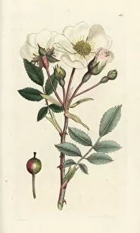 White dog-rose, Rosa arvensis
