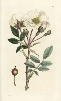 Arvensis Prints: White dog-rose, Rosa arvensis