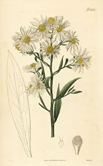 White doll's daisy, Boltonia asteroides
