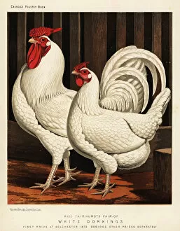 Brooks Collection: White Dorking fowl