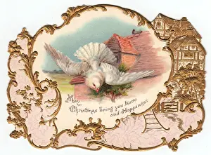 White dove on a Christmas card