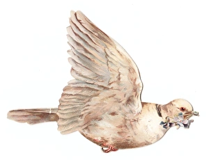 Images Dated 11th December 2015: White dove with flowers on a bird-shaped greetings card