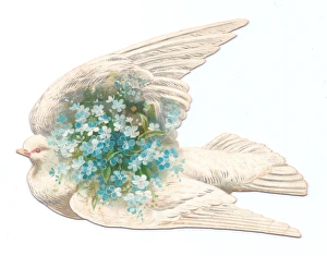 Images Dated 3rd December 2015: White dove with flowers on a bird-shaped greetings card