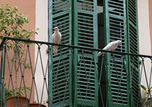 Images Dated 27th August 2019: Two white doves on a balcony with green shutters, Palma