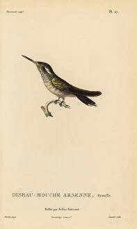 Primevere Collection: White-eared hummingbird, Basilinna leucotis, female