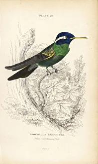 Naturalists Collection: White-eared hummingbird, Hylocharis leucotis