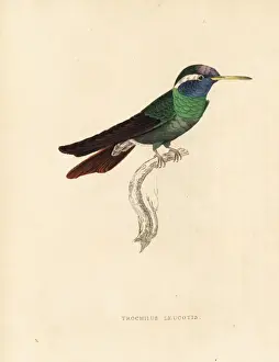 White-eared hummingbird, Hylocharis leucotis