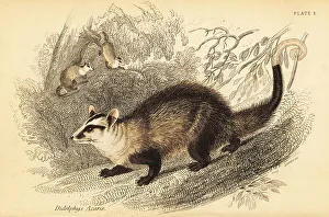 Marsupiata Prints: White-eared opossum, Didelphis albiventris