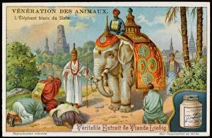 Worship Collection: White Elephant Siam
