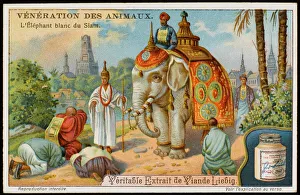 Worship Collection: White Elephant Siam