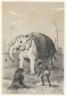 White Elephant / Siam