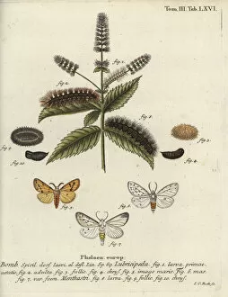 Metamorphosis Collection: White ermine, Spilosoma lubricipeda
