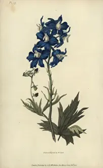 Richardmorris Prints: White-eyed larkspur; Delphinium mesoleucum