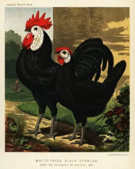 1873 Collection: White-faced black Spanish
