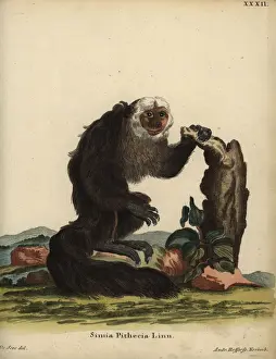 Jacques Prints: White-faced saki or Guianan saki, Pithecia pithecia