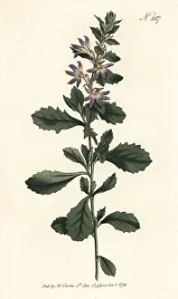 White fan-flower, Scaevola albida