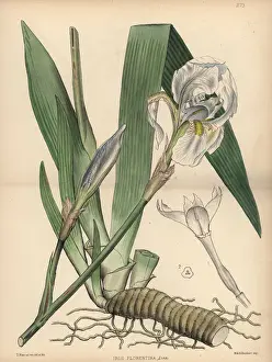 Germanica Prints: White flag, Iris germanica