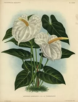 Lily Gallery: White flamingo flower or anthurium lily, Anthurium