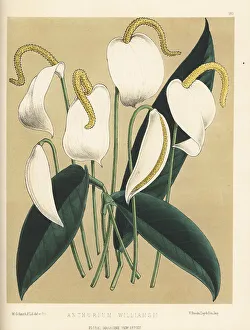 Upper Holloway Prints: White flamingo flower, Anthurium scherzerianum